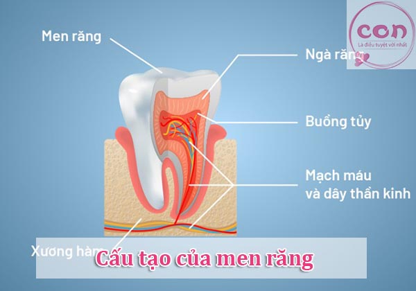 Cấu tạo của men răng