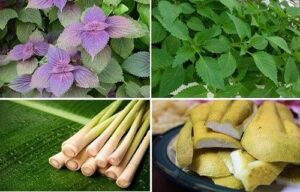 Các loại lá xông cho bà đẻ tốt nhất - Sotayandam