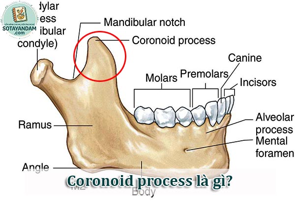 Coronoid process là gì