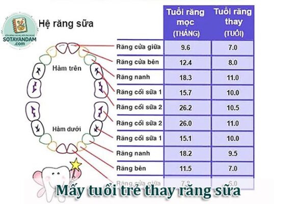 Mấy tuổi trẻ thay răng sữa