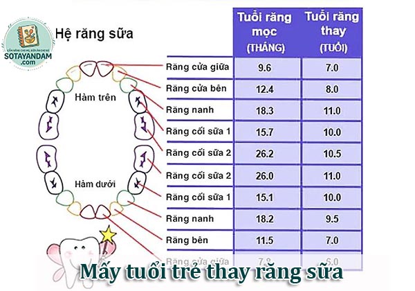 Mấy tuổi trẻ thay răng sữa